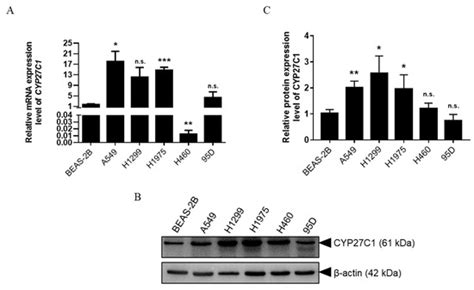 Cytochrome P450 27C1 Level Dictates Lung Cancer Tumorigenicity and ...