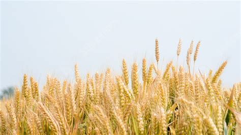 Agriculture Background for PPT 的图像结果