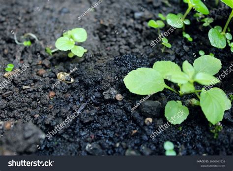 Sprout Raw Texture Ground Garden Stock Photo 2050963526 | Shutterstock