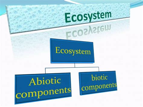 Image result for Abiotic Components Examples