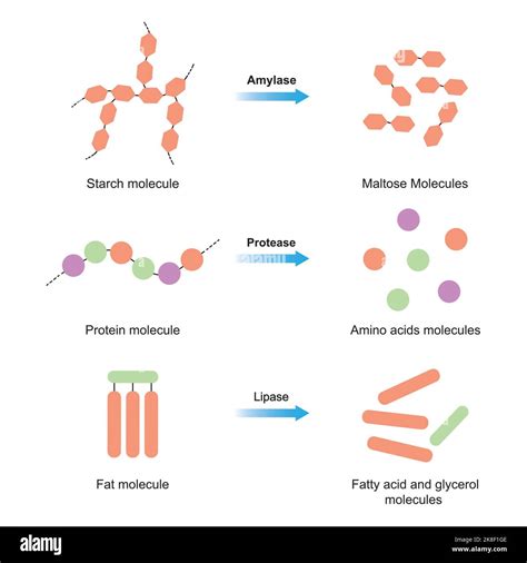 Scientific Designing of Amylase, Protease and Lipase Function. Starch ...