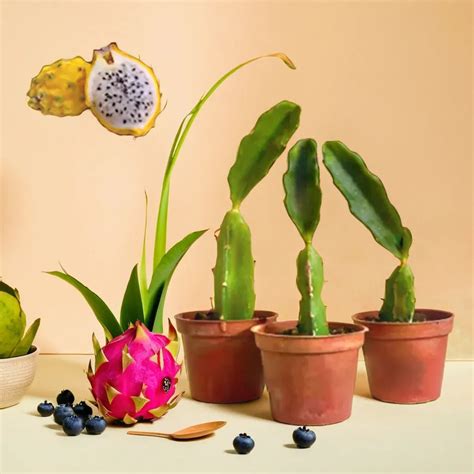 Buy Dragon Fruit Succulent Plant | Affordable In India – Plant Orbit