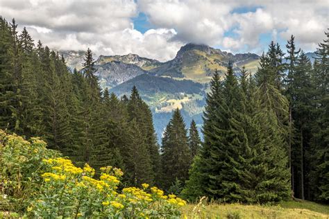 Alps Encoder 的图像结果