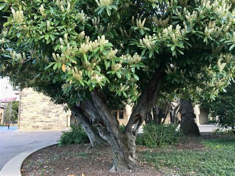 Prunus laurocerasus, English laurel | Trees of Stanford & Environs
