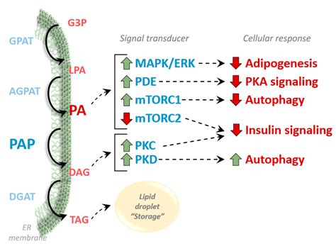 Regulation of Signaling and Metabolism by Lipin-mediated Phosphatidic ...