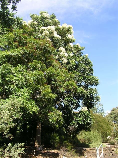 Flindersia brayleyana - Queensland Maple, Maple Silkwood | Australian ...