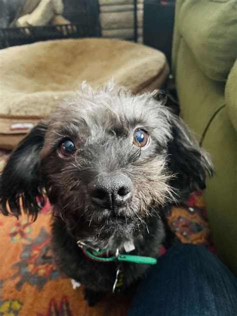 Dog for Adoption - Tatsu, a Terrier in South Ogden, UT | Alpha Paw