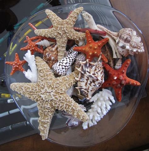 Sea Shell Collections 的图像结果