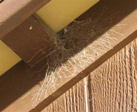 Spider Treatment Albury | Pest to Kill Albury - Pest and Termite ...