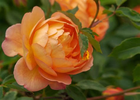 45 ideas of orange flowers to add color to your garden – Sao Viet