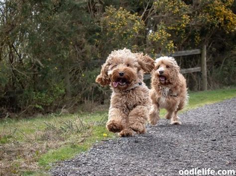 Image result for Cockapoo Running