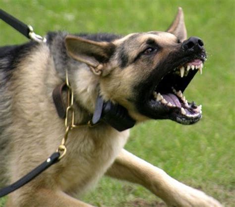 Causes of Dog Aggression | PetHelpful