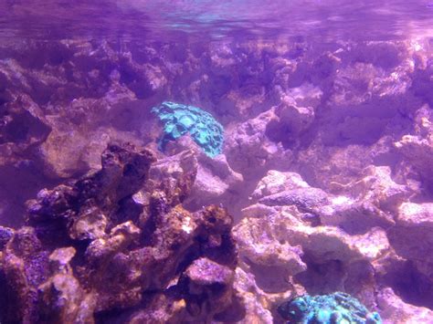 Dinos Cyanos oder doch was ganz anderes? - Plagegeister - Meerwasserforum