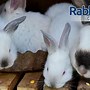 Image result for Rabbit Growth Chart 12 Weeks