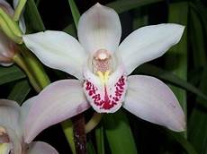 immagini fiori orchidee i fiori di orchidea orchidee immagini fiori orchidee i fiori di orchidea orchidee