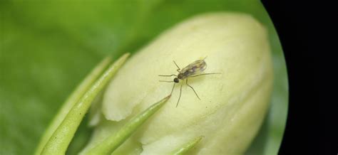 Contarinia icardiflores: A New Blossom Midge Threatening Jasmine