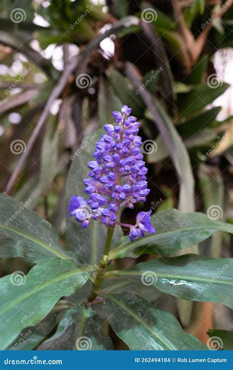 Blue Ginger Dichorisandra Thyrsiflora, Budding Purple Blue Flowers ...
