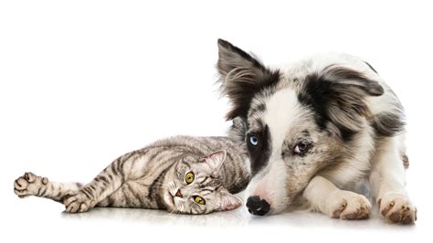 Humane Society of Faulkner County