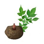 100 Vegetables Name in English with Pictures