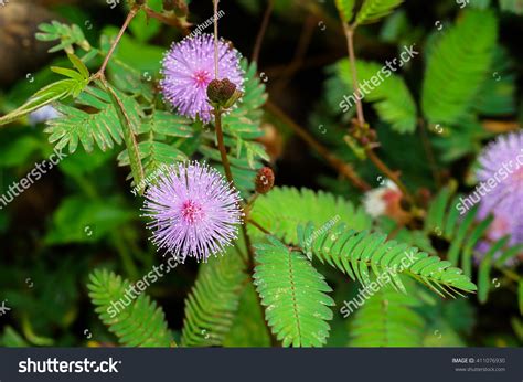 Flower Shy Plant Mimosa Pudica Stock Photo 411076930 | Shutterstock