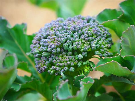 The 4 Broccoli Plant Growing Stages (With Pictures)
