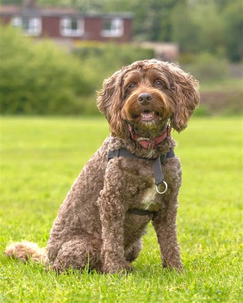 Image result for Cockapoo Haircuts