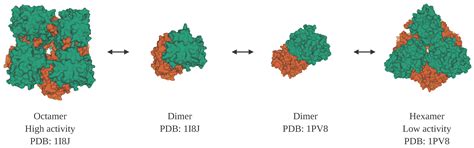 Moonlighting Proteins in the Fuzzy Logic of Cellular Metabolism