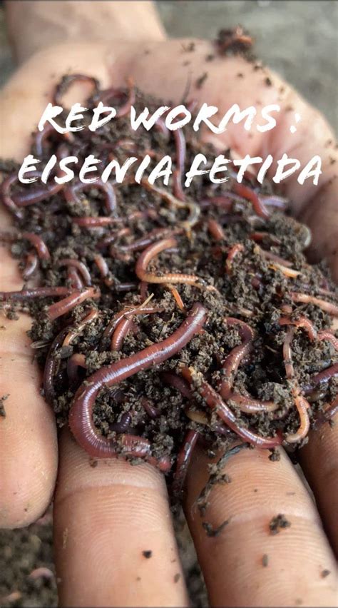 Dhara Organics Earthworm/Kechua 300+ NOS live for Compost Making ...
