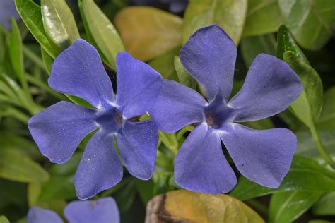 Kuvatulokset haulle periwinkle