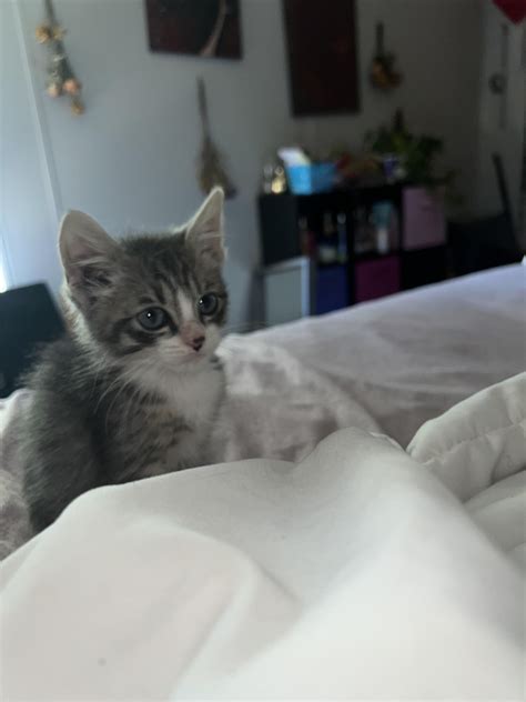 Yeah my cat says he’s calling animal control : r/applestorequeenv2