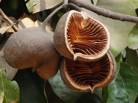 15 Sterculia alata Seeds, Buddha Coconut Tree Seeds , Pterygota alata ...