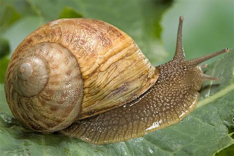 [200+] Snail Pictures | Wallpapers.com