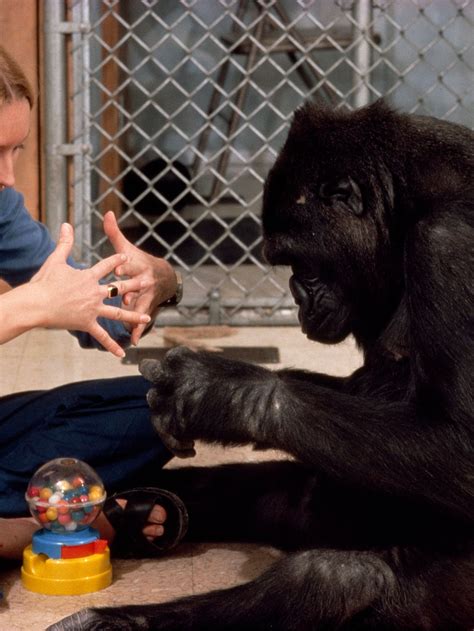 Koko Sign Language Ape 2: Koko The Gorilla Signing ' Koko ' And ' Bird