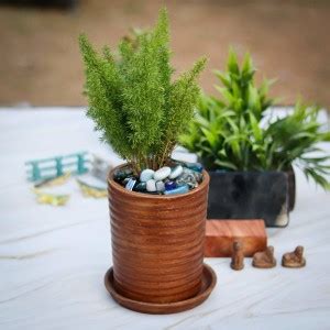 Lasaki Sprial Beauty with Plate Tray Ceramic Pots for Indoor Plants ...