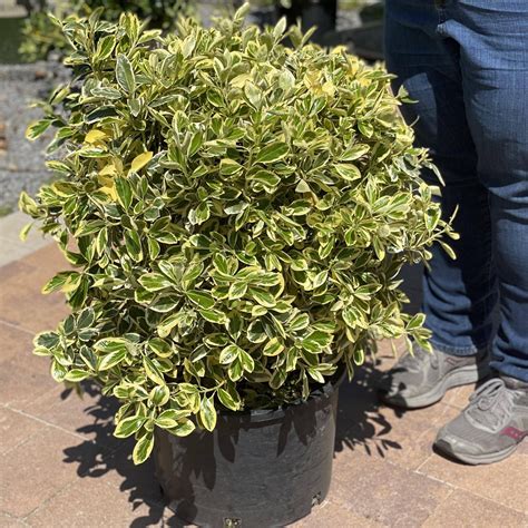 Euonymus - Silver King - 5 gallon
