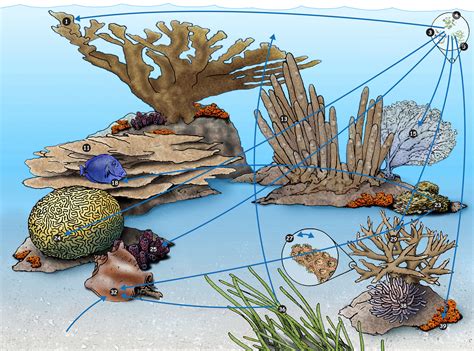 Food Chain Coral Reefs