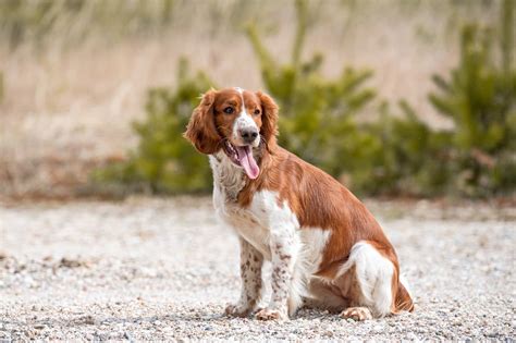 Image result for Springer Spaniel Dogs