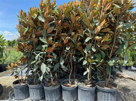 Buy Magnolia Grandiflora Little Gem Flowering Tree | Eureka Farms