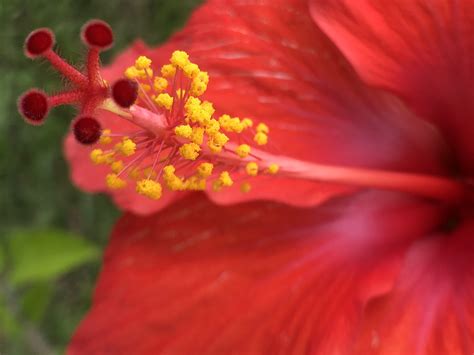 Image result for Spring Fever Java