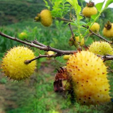Futaba Wild Rosa Roxburghii Fruit Seeds-50Pcs : Amazon.in: Garden ...
