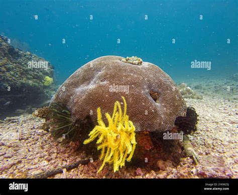 Brain coral is a common name given to various corals in the families Mussidae and Merulinidae ...