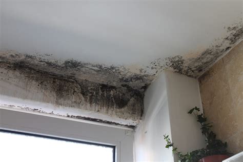 Black Mold vs. Regular Mold: What’s the Difference?