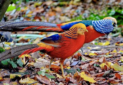 Golden Pheasants - Earth.com Golden Pheasants