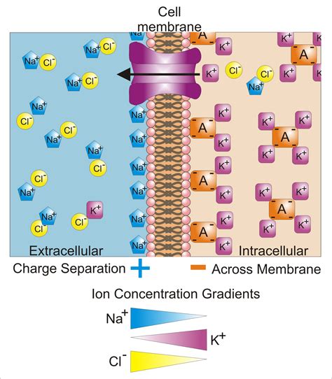 Image result for Cellular Membrane Potential