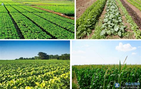 作物间套作种植技术对未来农业发展意义及建议_杂志征稿网