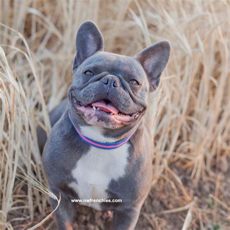 How Much Is A Blue French Bulldog