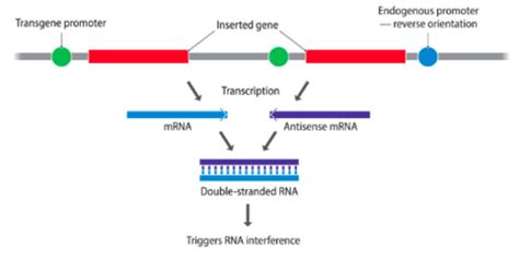 Transcriptome 的图像结果