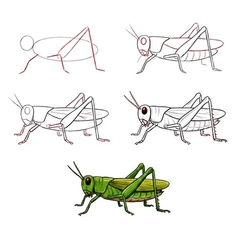 10+ Easy and Cute Grasshopper Drawing Ideas - Drawing Photos