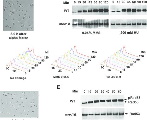 Image result for Cell Cycle Synchronization