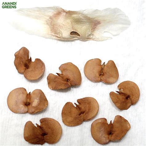 Tabebuia Rosea Seeds | Marathi Gulabi (Pink Trumpet Tree) Seeds ...